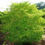 Huge ‘Aji Bird’ Pepper Plant